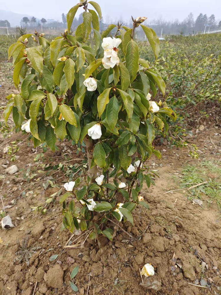 Why do greenhouse films use colored light