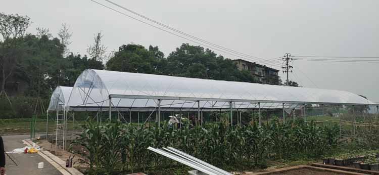 How to prevent the lack of vegetable nutrition in vegetable greenhouses How to prevent the lack of vegetable nutrition in vegetable greenhouses