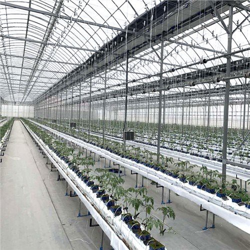 Casa de vidre vegetal de cultiu d’hivernacle