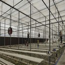 Sistema hidropònic d'hivernacle